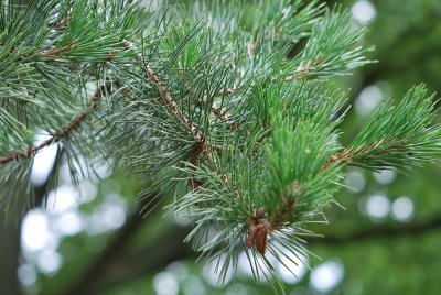 Pinus pungens - borovice pichlavá - větve